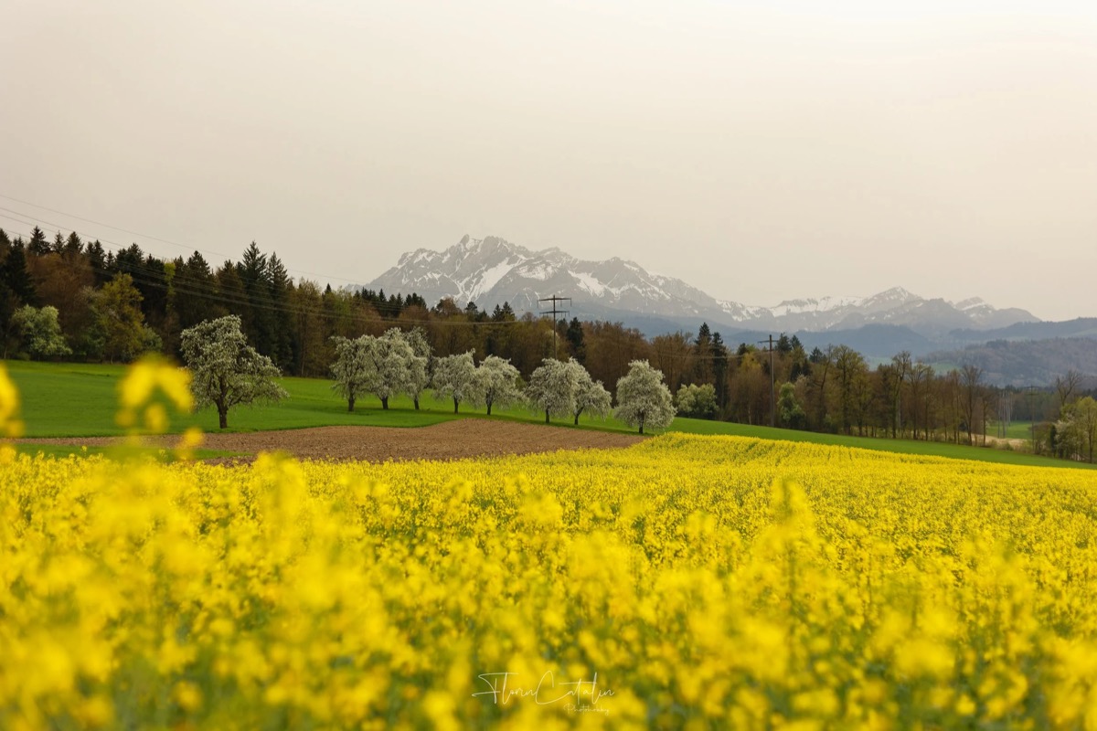 Familienbilder Luzern – Laura und Laurin Florin Fotografiert